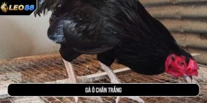 Gà ô chân trắng